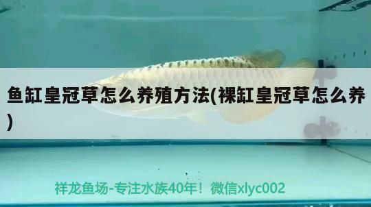 魚缸皇冠草怎么養殖方法(裸缸皇冠草怎么養) 魚缸皇冠草怎么養殖方法(裸缸皇冠草怎么養) 觀賞魚百科