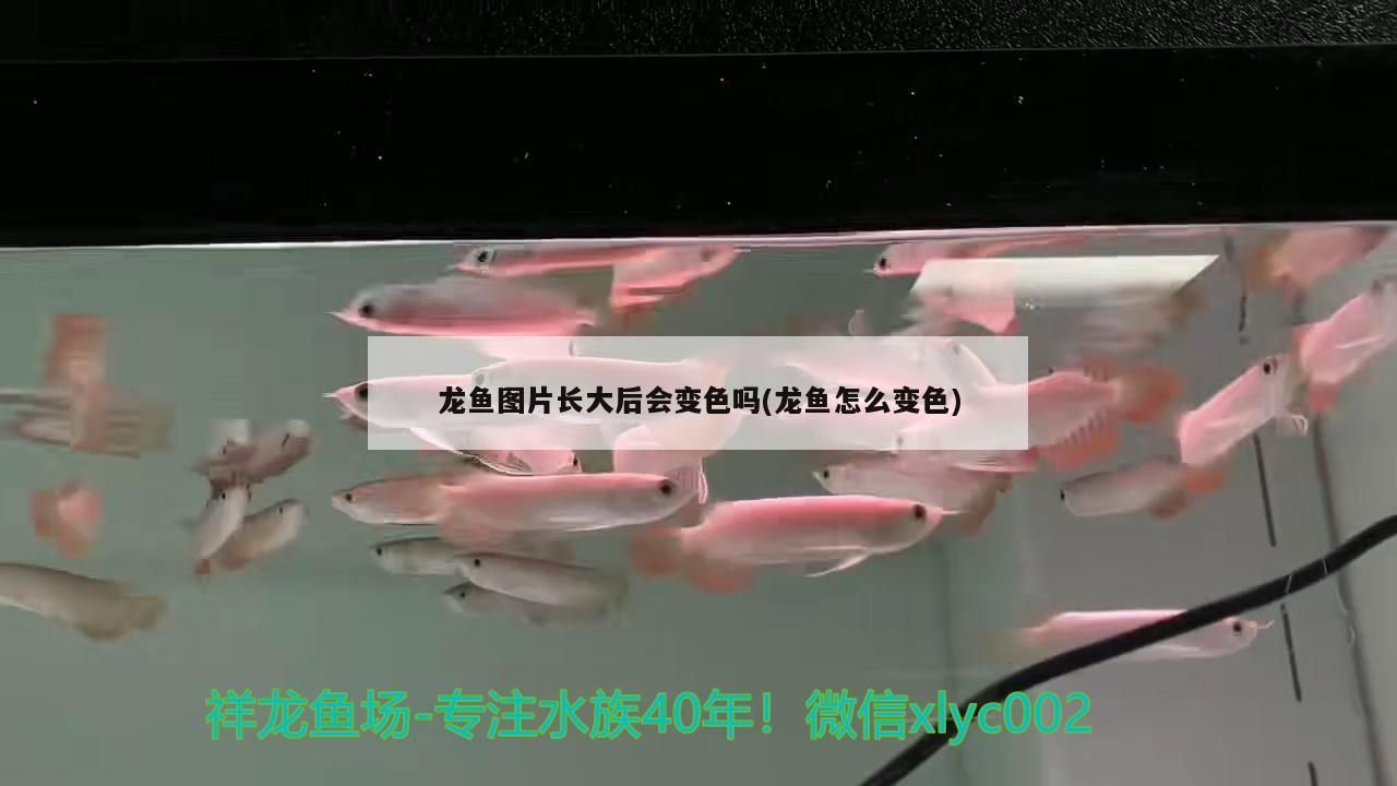 龍魚圖片長大后會變色嗎(龍魚怎么變色)