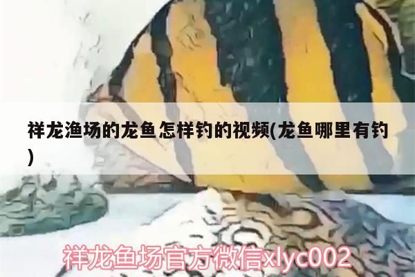 祥龍漁場的龍魚怎樣釣的視頻(龍魚哪里有釣)