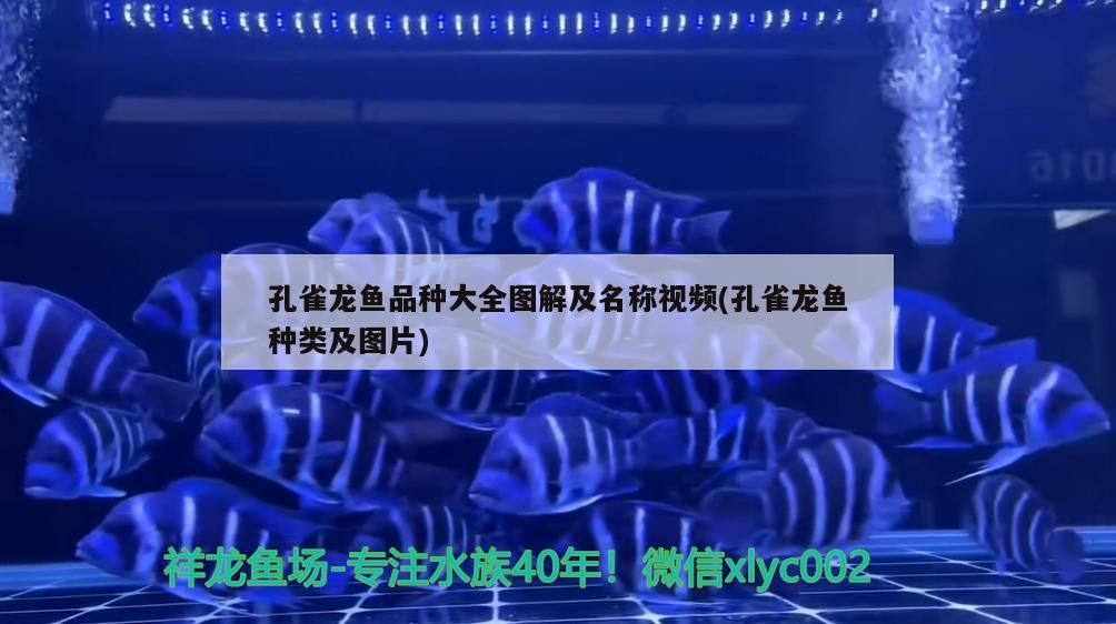 孔雀龍魚品種大全圖解及名稱視頻(孔雀龍魚種類及圖片)