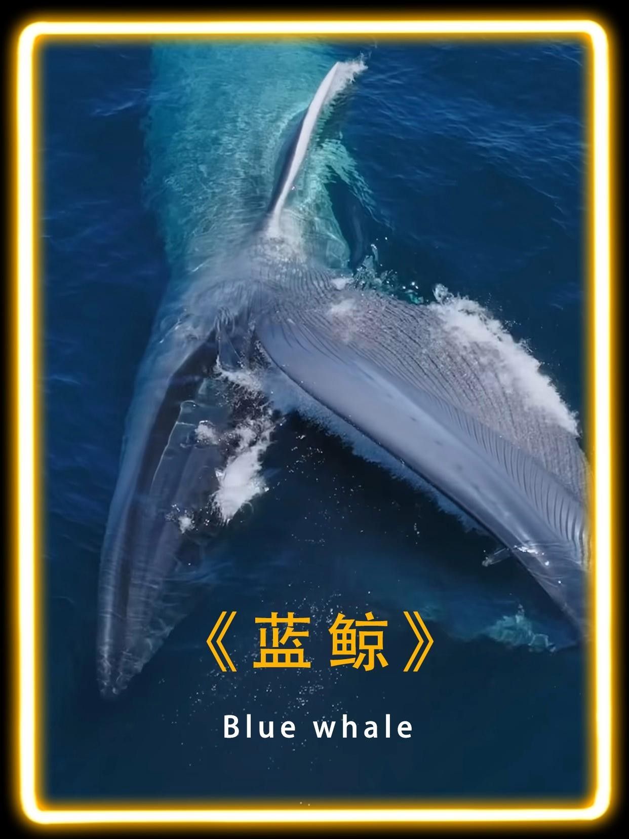 鯨魚大嘴巴,大海里稱霸