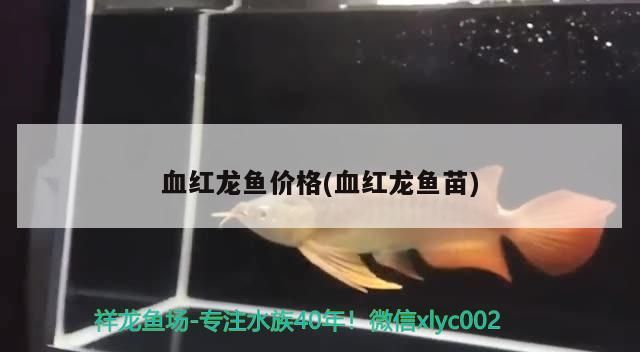 詳細閱讀:血紅龍魚價格(血紅龍魚苗) 血紅龍魚價格(血紅龍魚苗)