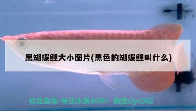 魚缸 黑蝴蝶鯉大小圖片(黑色的蝴蝶鯉叫什么) 觀賞魚百科 黑蝴蝶鯉大小圖片(黑色的蝴蝶鯉叫什么) 黑蝴蝶鯉大小圖片(黑色的蝴蝶鯉叫什么) 觀賞魚百科