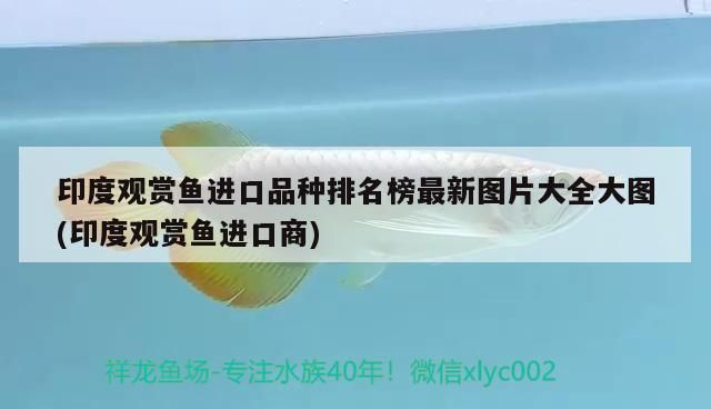 印度觀賞魚進口品種排名榜最新圖片大全大圖(印度觀賞魚進口商) 印度觀賞魚進口品種排名榜最新圖片大全大圖(印度觀賞魚進口商) 觀賞魚百科