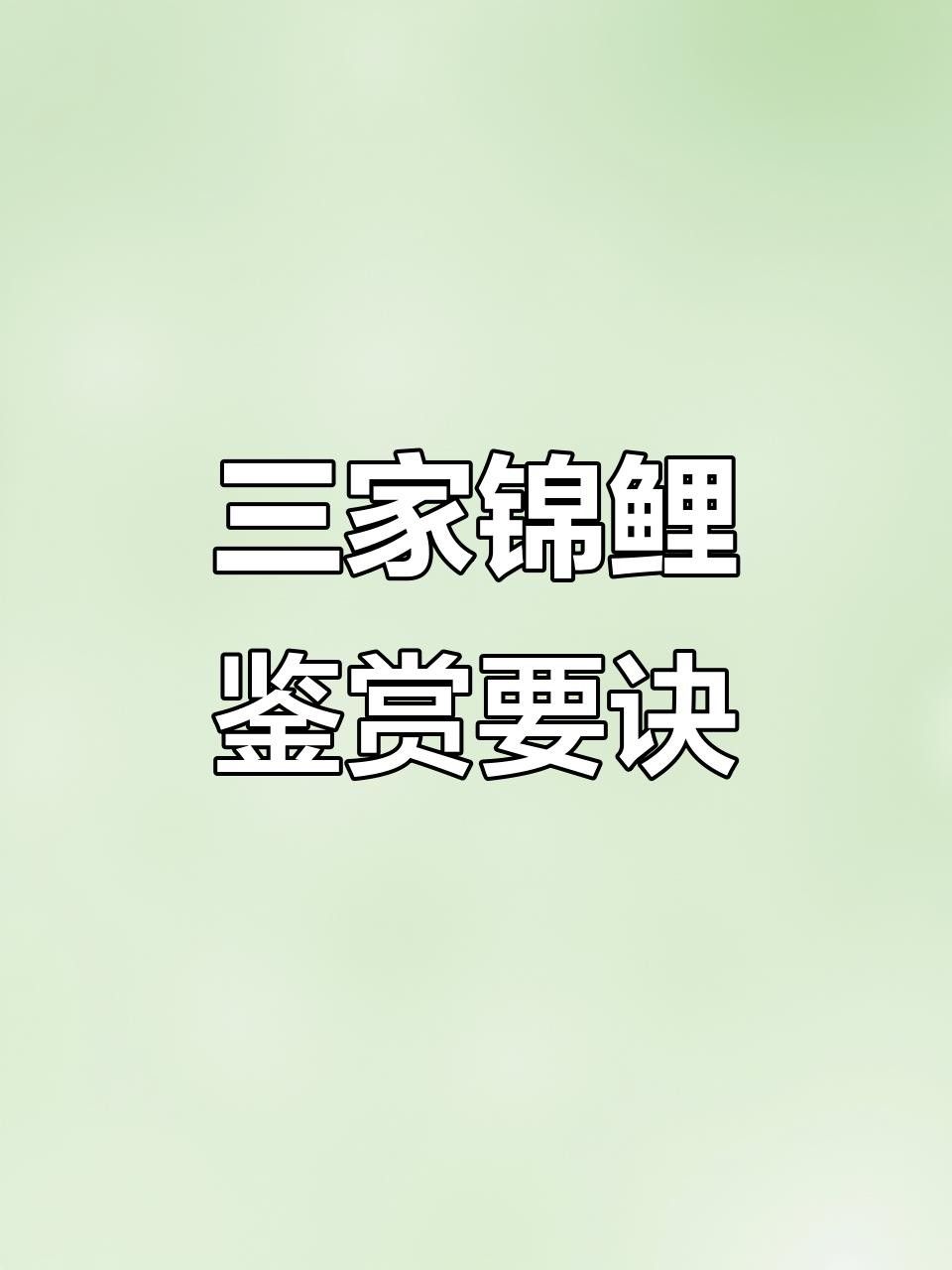 紅白大正錦鯉魚 紅白大正錦鯉魚 觀賞魚百科 第8張
