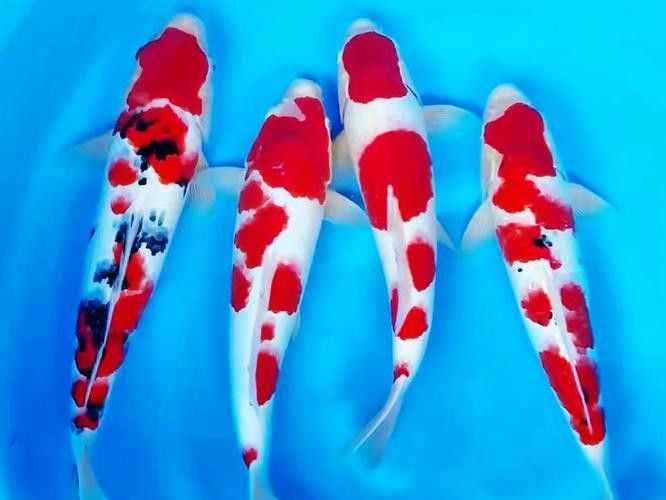紅白大正錦鯉魚 紅白大正錦鯉魚 觀賞魚百科 第2張