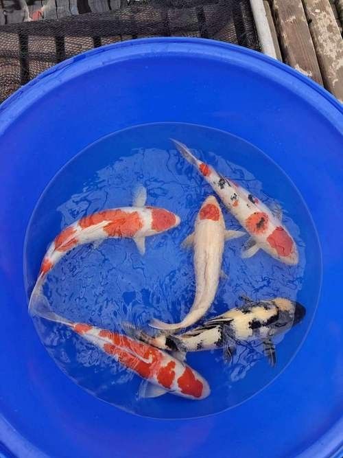 紅白大正錦鯉魚 紅白大正錦鯉魚 觀賞魚百科 第5張