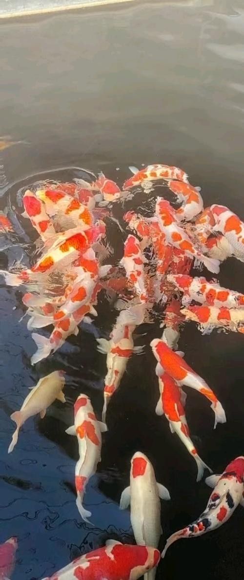 紅白大正錦鯉魚 紅白大正錦鯉魚 觀賞魚百科 第1張
