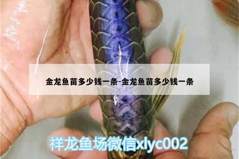 金龍魚苗多少錢一條:金龍魚苗多少錢一條