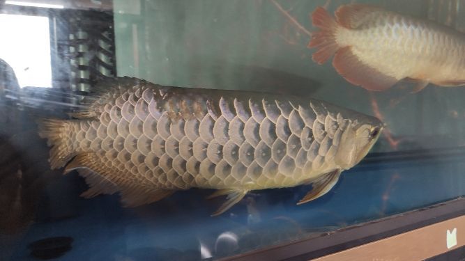 誰比較傷 誰比較傷 觀賞魚百科 第2張