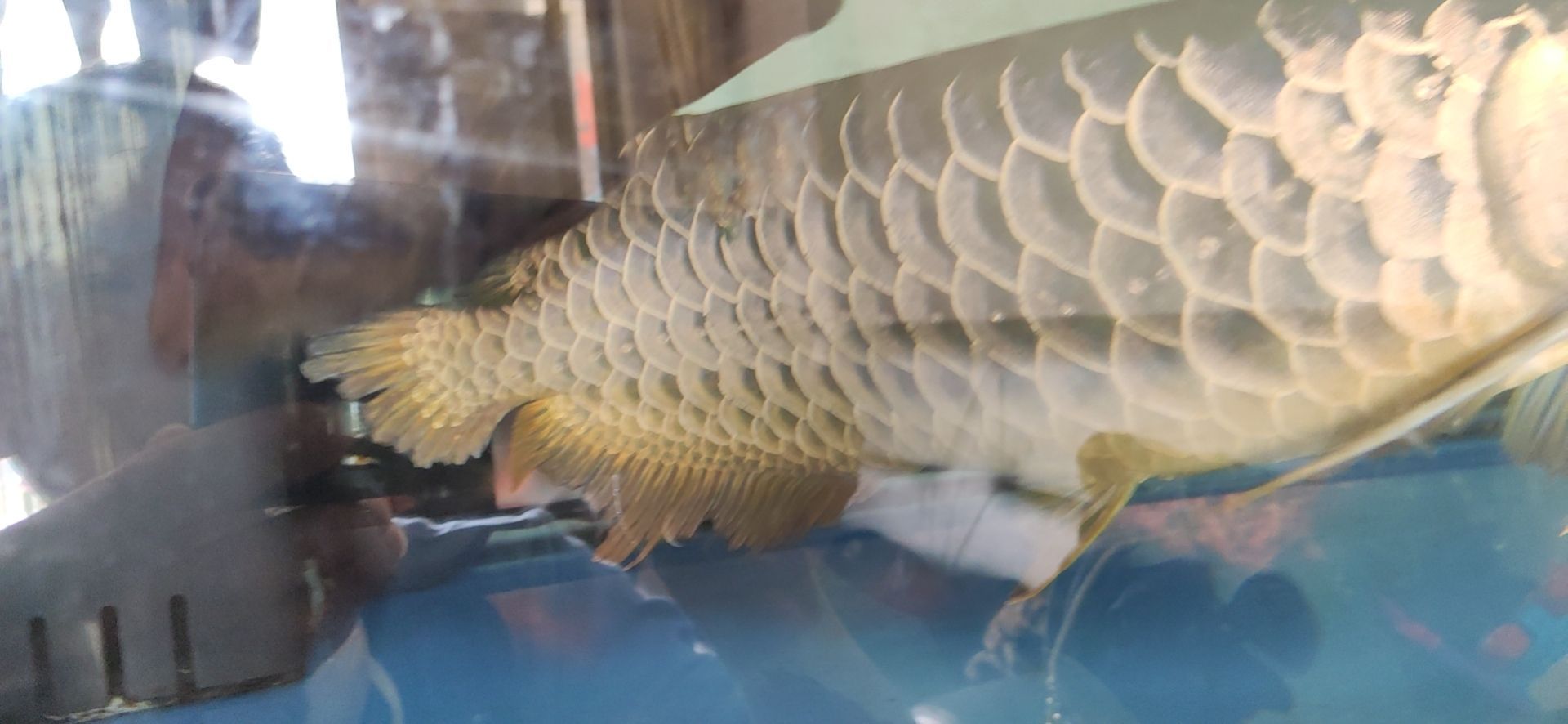 誰比較傷 誰比較傷 觀賞魚百科 第1張