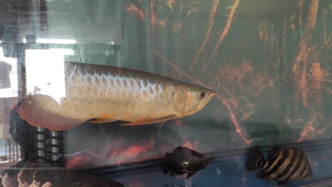 誰比較傷 誰比較傷 觀賞魚百科 第4張