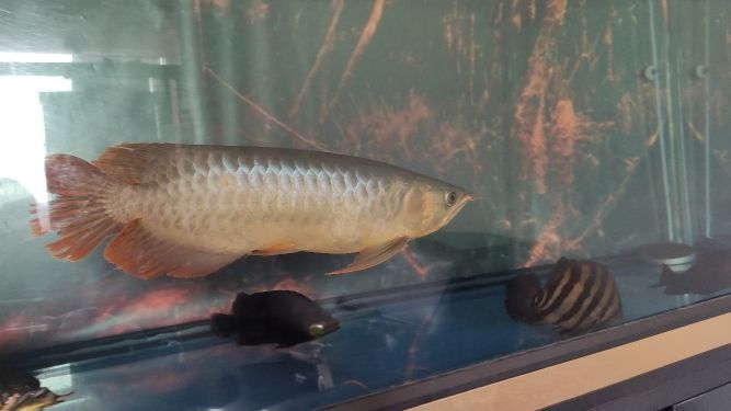 誰比較傷 誰比較傷 觀賞魚百科 第3張