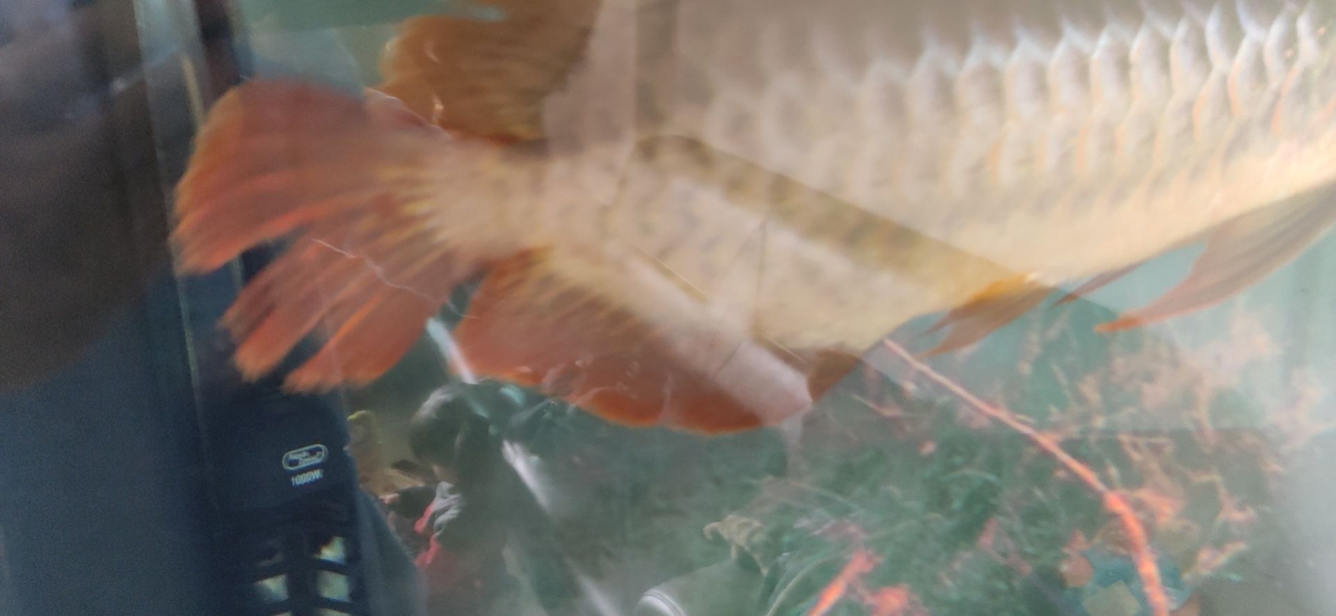 誰比較傷 誰比較傷 觀賞魚百科 第5張