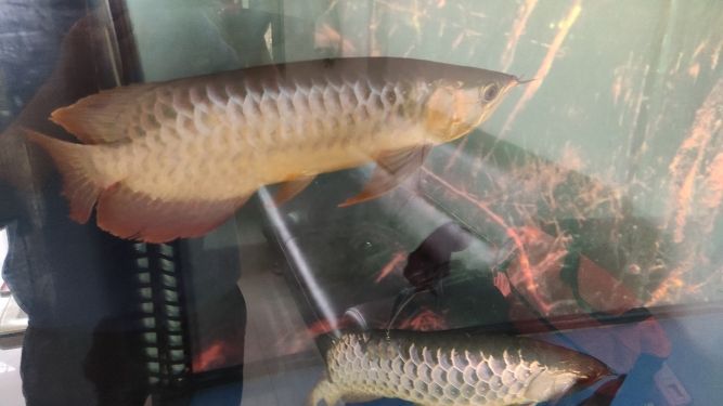 誰比較傷 誰比較傷 觀賞魚百科 第6張