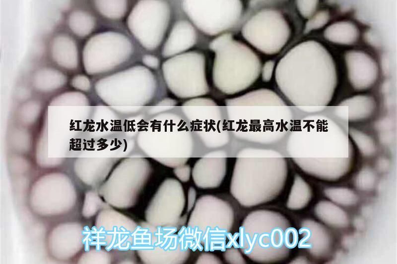紅龍水溫低會有什么癥狀(紅龍最高水溫不能超過多少) 紅龍水溫低會有什么癥狀(紅龍最高水溫不能超過多少) 觀賞魚百科