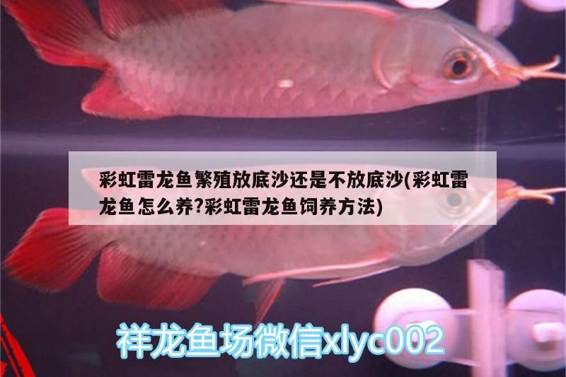 彩虹雷龍魚繁殖放底沙還是不放底沙(彩虹雷龍魚怎么養(yǎng)?彩虹雷龍魚飼養(yǎng)方法)