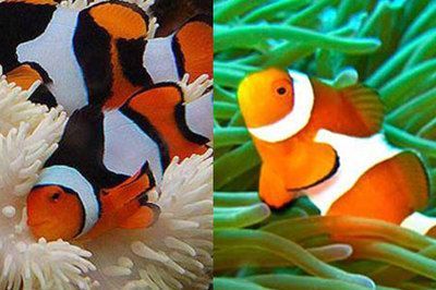 觀賞魚 名字（常見的觀賞魚名字以及其特點）