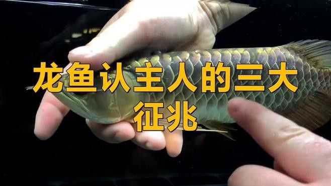 金牛龍魚認主人嗎 金牛龍魚認主人嗎 觀賞魚百科 第2張