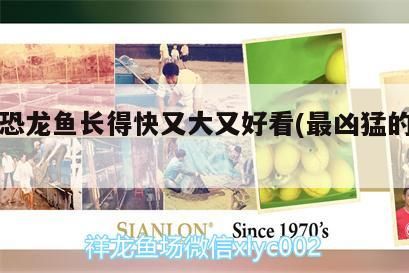 哪種恐龍魚長得快又大又好看(最兇猛的恐龍魚)