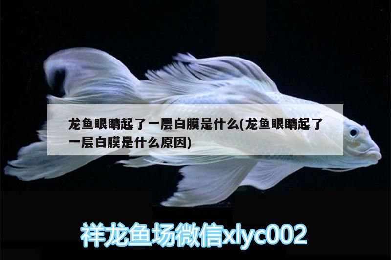 魚缸 龍魚眼睛起了一層白膜是什么(龍魚眼睛起了一層白膜是什么原因) 觀賞魚百科 龍魚眼睛起了一層白膜是什么(龍魚眼睛起了一層白膜是什么原因) 龍魚眼睛起了一層白膜是什么(龍魚眼睛起了一層白膜是什么原因) 觀賞魚百科