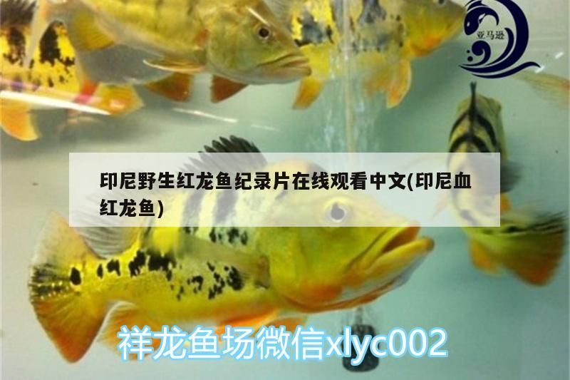 我的虎魚真菌感染了要怎么處理 印尼野生紅龍魚紀錄片在線觀看中文(印尼血紅龍魚) 觀賞魚百科 印尼野生紅龍魚紀錄片在線觀看中文(印尼血紅龍魚) 印尼野生紅龍魚紀錄片在線觀看中文(印尼血紅龍魚) 觀賞魚百科