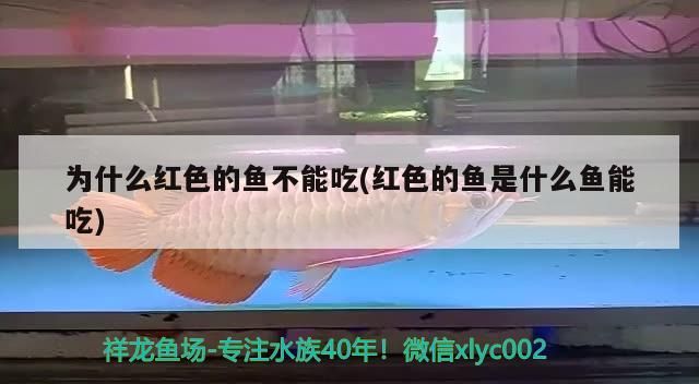 印尼虎魚多少溫度飼養最好:印尼虎魚多少溫度飼養最好印尼虎魚多少溫度飼養最好 為什么紅色的魚不能吃(紅色的魚是什么魚能吃) 觀賞魚百科 為什么紅色的魚不能吃(紅色的魚是什么魚能吃) 為什么紅色的魚不能吃(紅色的魚是什么魚能吃) 觀賞魚百科