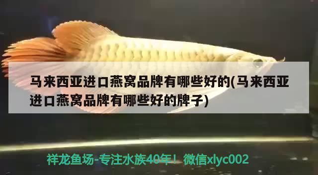 馬來(lái)西亞進(jìn)口燕窩品牌有哪些好的(馬來(lái)西亞進(jìn)口燕窩品牌有哪些好的牌子)