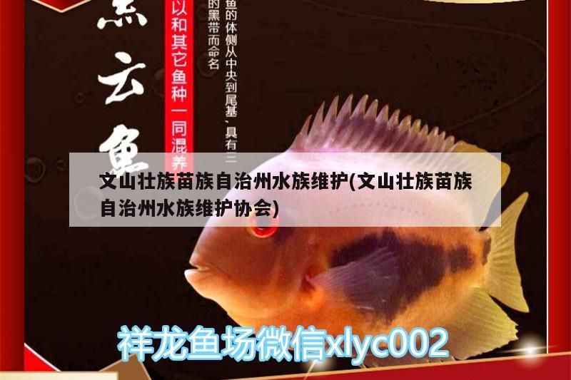 文山壯族苗族自治州水族維護(文山壯族苗族自治州水族維護協會) 文山壯族苗族自治州水族維護(文山壯族苗族自治州水族維護協會) 觀賞魚百科