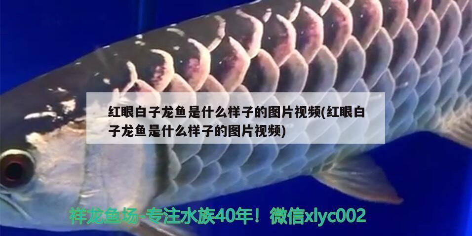 紅眼白子龍魚是什么樣子的圖片視頻(紅眼白子龍魚是什么樣子的圖片視頻) 紅眼白子龍魚是什么樣子的圖片視頻(紅眼白子龍魚是什么樣子的圖片視頻) 觀賞魚百科