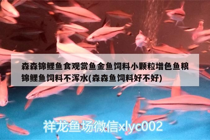 招財魚混養搭配圖，招財魚和什么魚混養最佳搭配圖