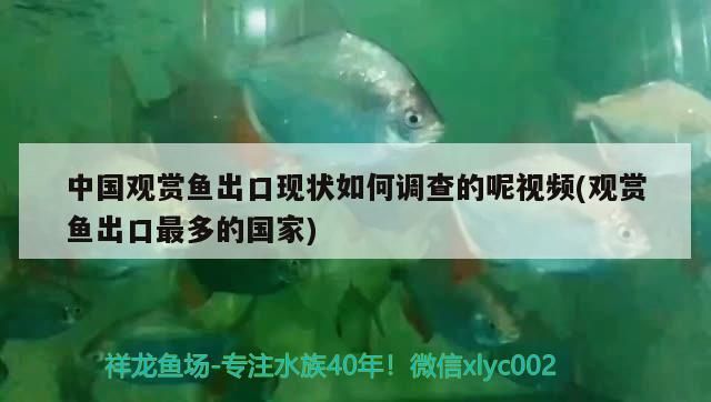 魚缸用增氧泵價格是多少:魚缸增氧機-xtrac增氧機-xtrac增氧機 中國觀賞魚出口現狀如何調查的呢視頻(觀賞魚出口最多的國家) 觀賞魚百科 中國觀賞魚出口現狀如何調查的呢視頻(觀賞魚出口最多的國家) 中國觀賞魚出口現狀如何調查的呢視頻(觀賞魚出口最多的國家) 觀賞魚百科