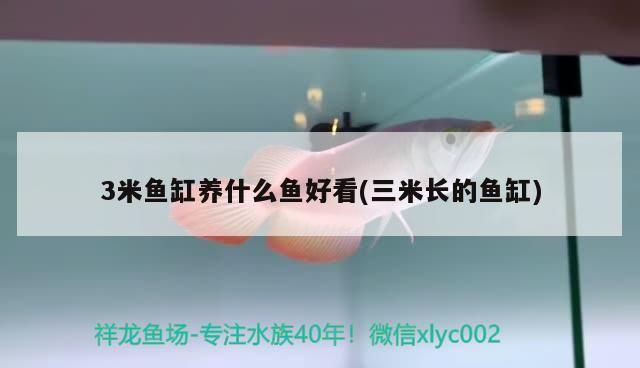 3米魚缸養什么魚好看(三米長的魚缸) 3米魚缸養什么魚好看(三米長的魚缸) 觀賞魚百科
