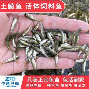 金龍魚的品質(zhì)排行第幾名了：五個關(guān)于金龍魚品質(zhì)的問題