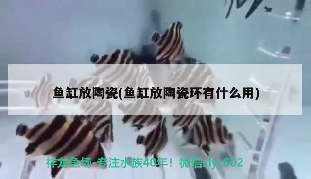 魚缸放陶瓷(魚缸放陶瓷環有什么用) 魚缸放陶瓷(魚缸放陶瓷環有什么用) 觀賞魚百科