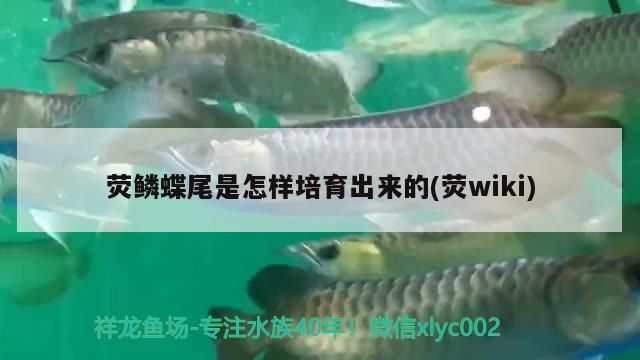 熒鱗蝶尾是怎樣培育出來的(熒wiki)