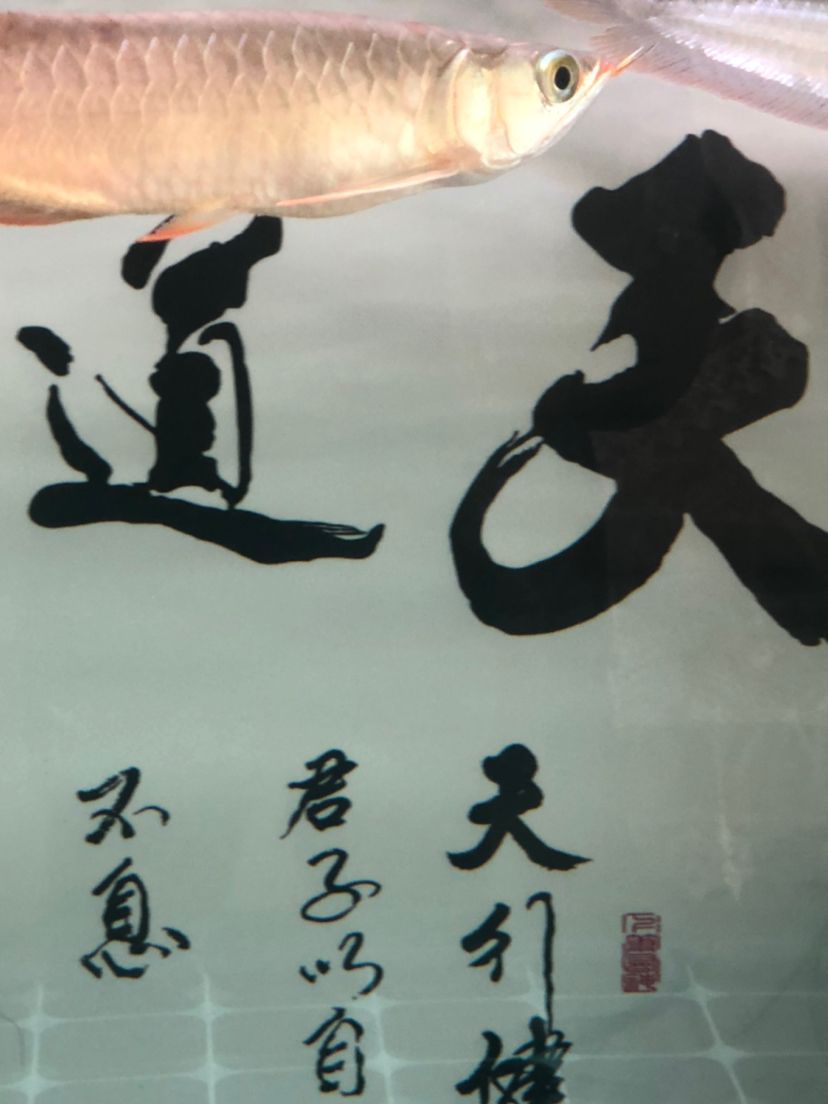 這魚肚子看著怪怪的 觀賞魚百科 第1張 這魚肚子看著怪怪的 這魚肚子看著怪怪的 觀賞魚百科 第1張