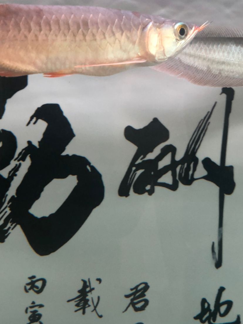 這魚肚子看著怪怪的 觀賞魚百科 第2張 這魚肚子看著怪怪的 這魚肚子看著怪怪的 觀賞魚百科 第2張