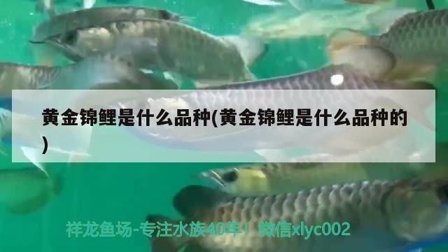 黃金錦鯉是什么品種(黃金錦鯉是什么品種的)