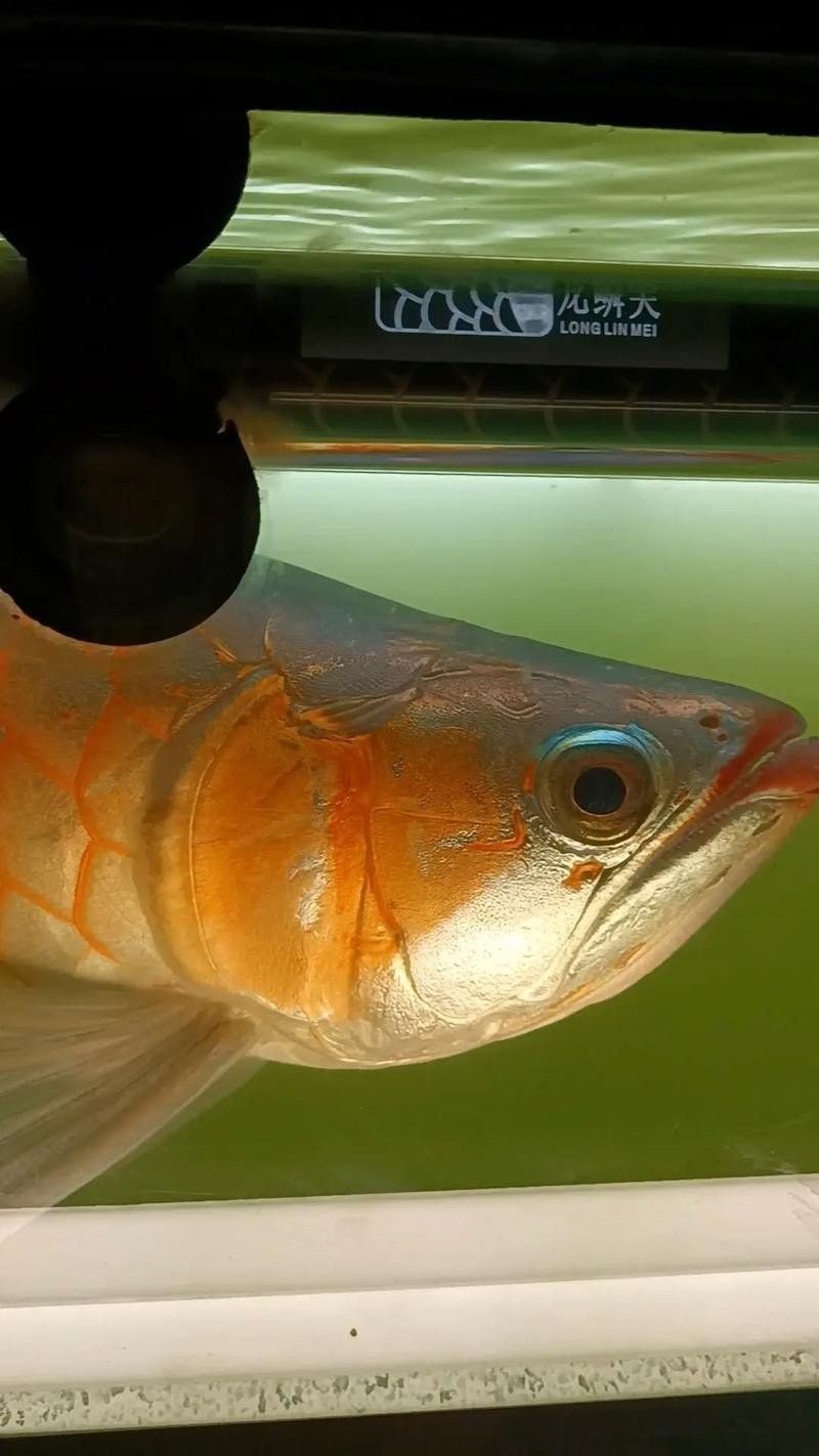 汾西龍魚是不是雜牌 汾西龍魚是不是雜牌 觀賞魚百科 第2張