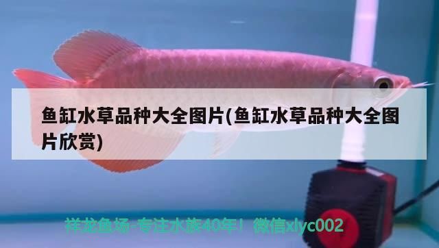 魚缸水草品種大全圖片(魚缸水草品種大全圖片欣賞) 魚缸水草品種大全圖片(魚缸水草品種大全圖片欣賞) 觀賞魚百科