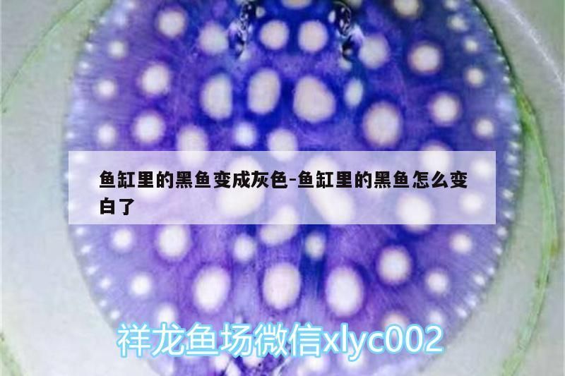 魚缸里的黑魚變成灰色:魚缸里的黑魚怎么變白了 魚缸里的黑魚變成灰色:魚缸里的黑魚怎么變白了 觀賞魚百科