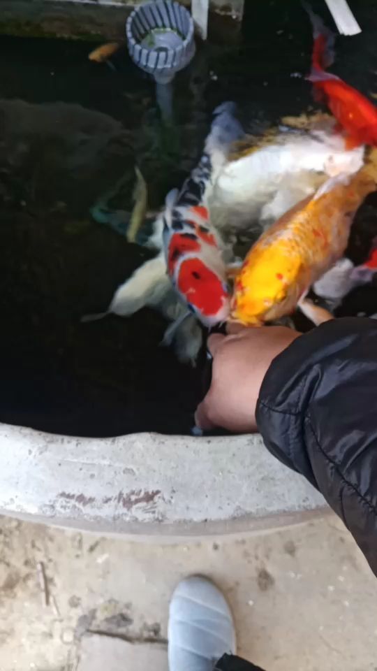 北京水族館上手了膽子越來越大了 北京水族館上手了膽子越來越大了 觀賞魚百科 第2張