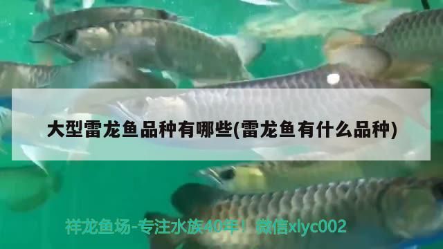 魚缸專業清洗需要哪些流程(魚缸清洗用什么)