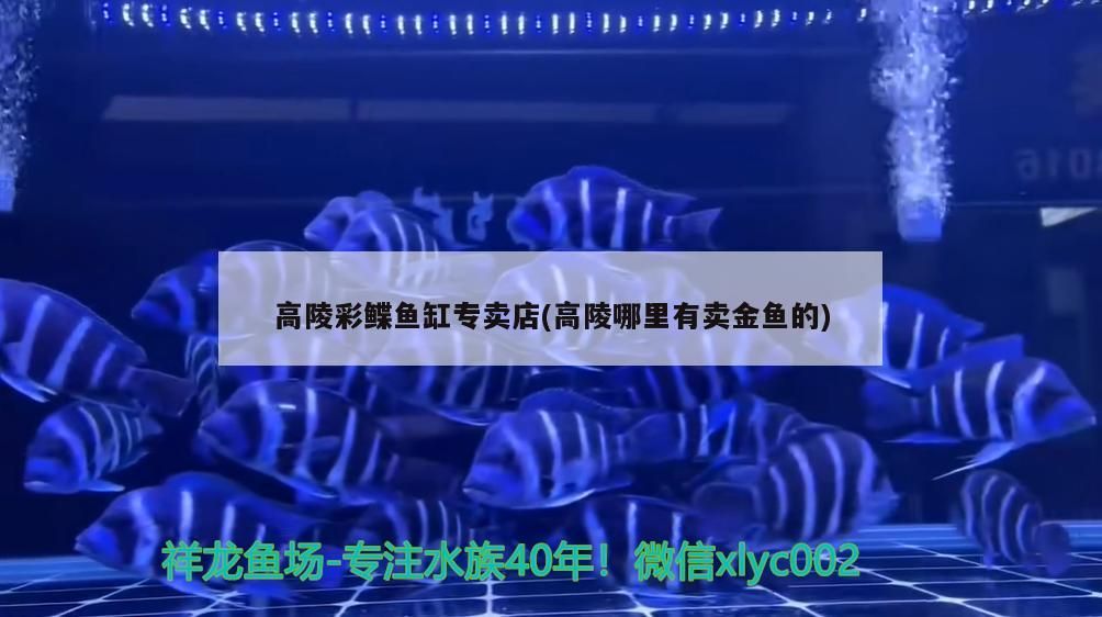 高陵彩鰈魚缸專賣店(高陵哪里有賣金魚的) 高陵彩鰈魚缸專賣店(高陵哪里有賣金魚的) 觀賞魚百科