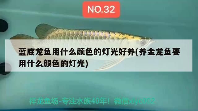 魚缸 藍底龍魚用什么顏色的燈光好養(養金龍魚要用什么顏色的燈光) 觀賞魚百科 藍底龍魚用什么顏色的燈光好養(養金龍魚要用什么顏色的燈光) 藍底龍魚用什么顏色的燈光好養(養金龍魚要用什么顏色的燈光) 觀賞魚百科