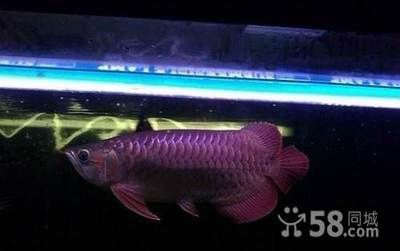 白子銀龍魚苗怎么養活的(白子銀板魚和龍魚混養)