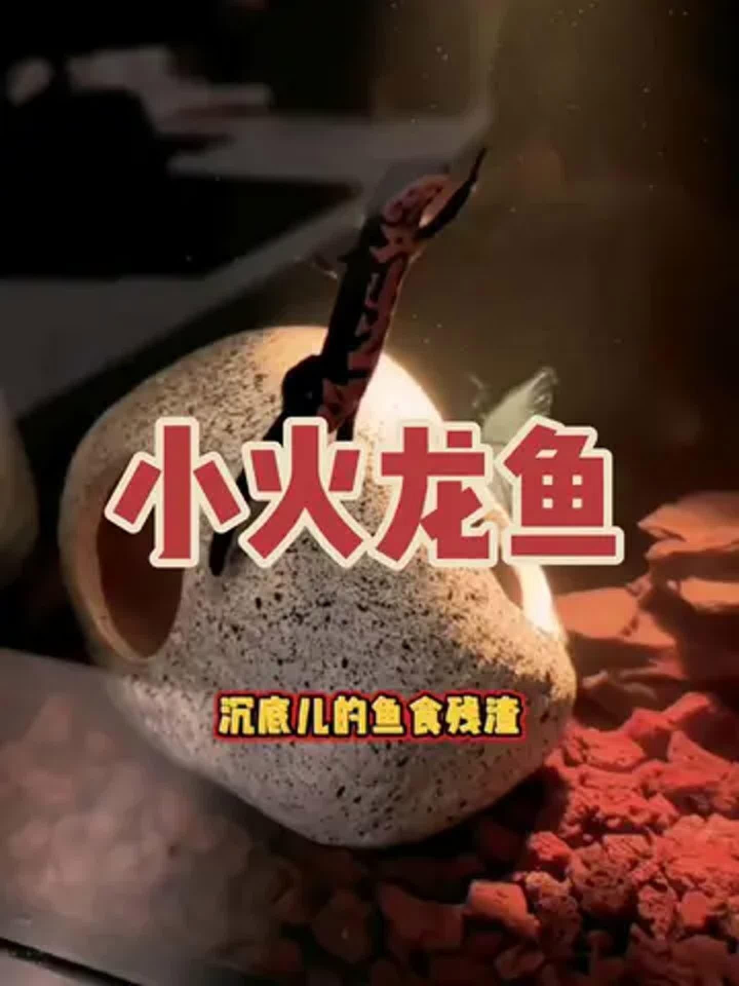 小火龍魚要怎么養 小火龍魚要怎么養 觀賞魚百科 第3張