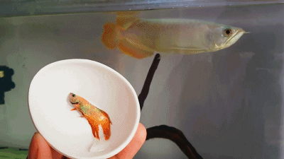 魚缸用增氧泵價格是多少:魚缸增氧機-xtrac增氧機-xtrac增氧機 孟吉爾紅龍魚怎么樣(如何區分孟吉爾紅龍魚的品質高低?) 觀賞魚百科 孟吉爾紅龍魚怎么樣(如何區分孟吉爾紅龍魚的品質高低?) 孟吉爾紅龍魚怎么樣(如何區分孟吉爾紅龍魚的品質高低?) 觀賞魚百科