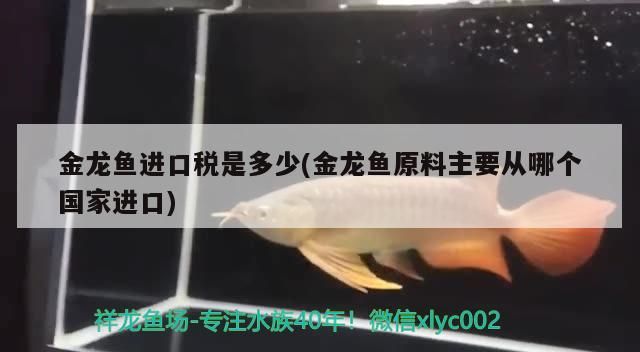 金龍魚進口稅是多少(金龍魚原料主要從哪個國家進口) 金龍魚進口稅是多少(金龍魚原料主要從哪個國家進口) 觀賞魚百科